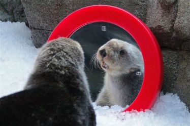 otter seeing mirror of self