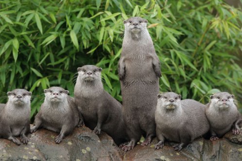 MDT of otters