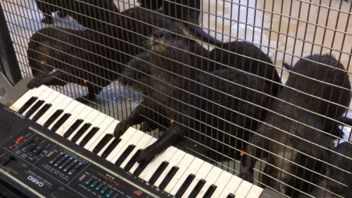 piano playing otter