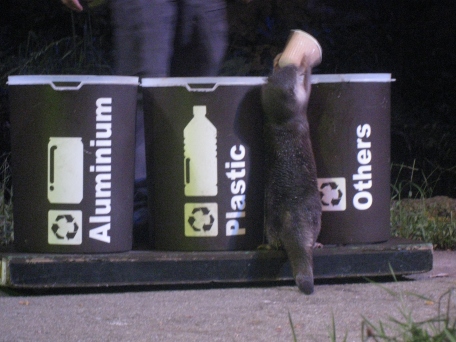 recycling otter